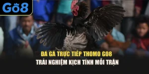 Đá Gà Trực Tiếp Thomo Go8 – Trải Nghiệm Kịch Tính Mỗi Trận